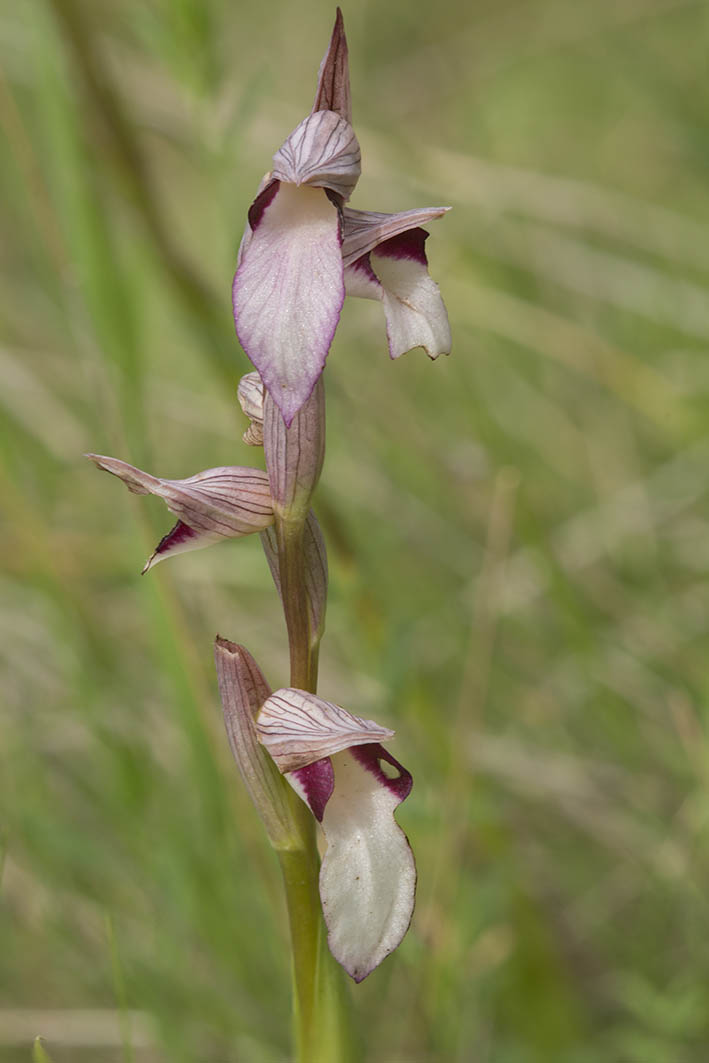 Serapias Lingua